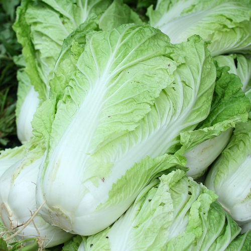 Chinese Cabbage Wong Bok (Napa)